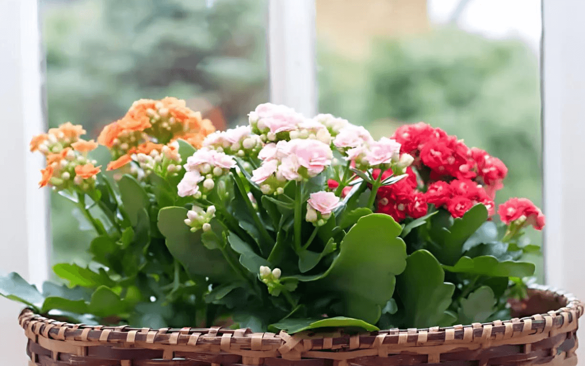 Calanchoe