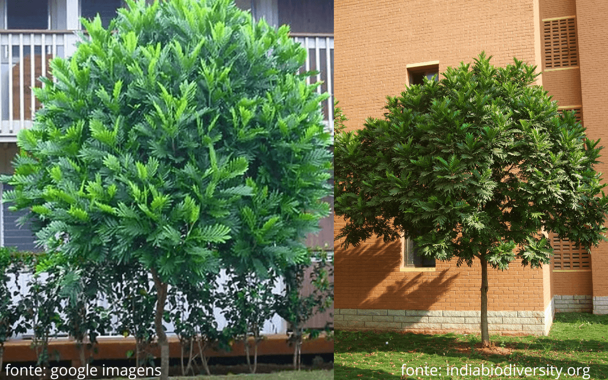 Características e Cultivo da Árvore Samambaia (Com Fotos) 12