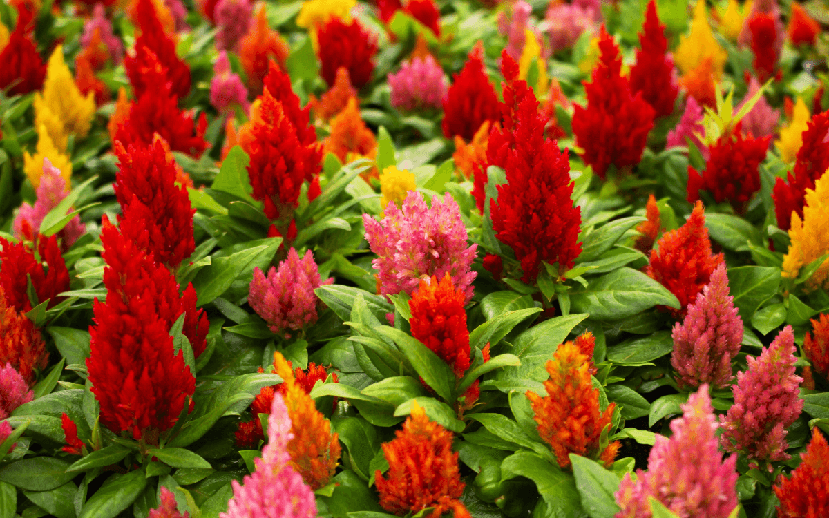 Celosia-imagem-destacada