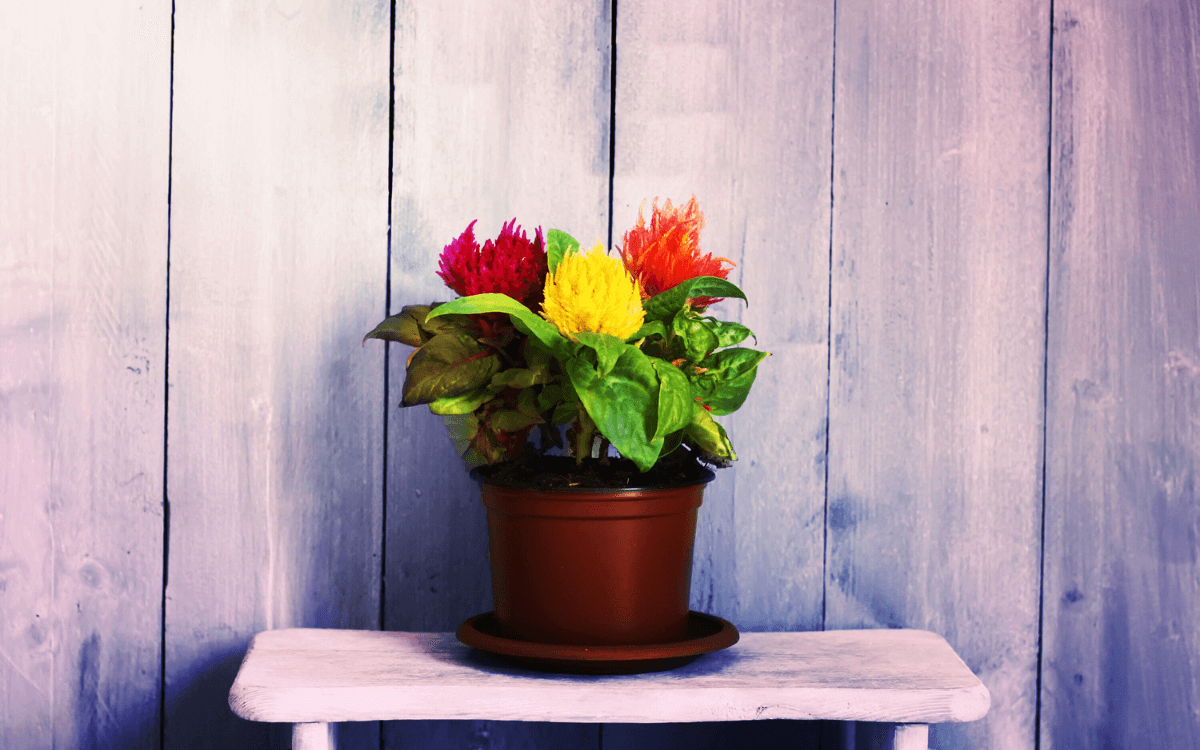 Celosia-no-vaso
