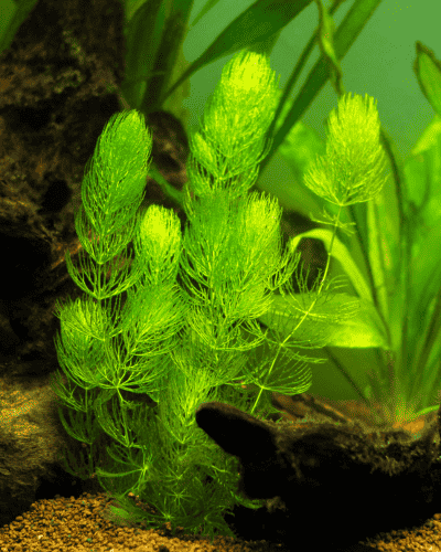 Ceratophyllum-demersum