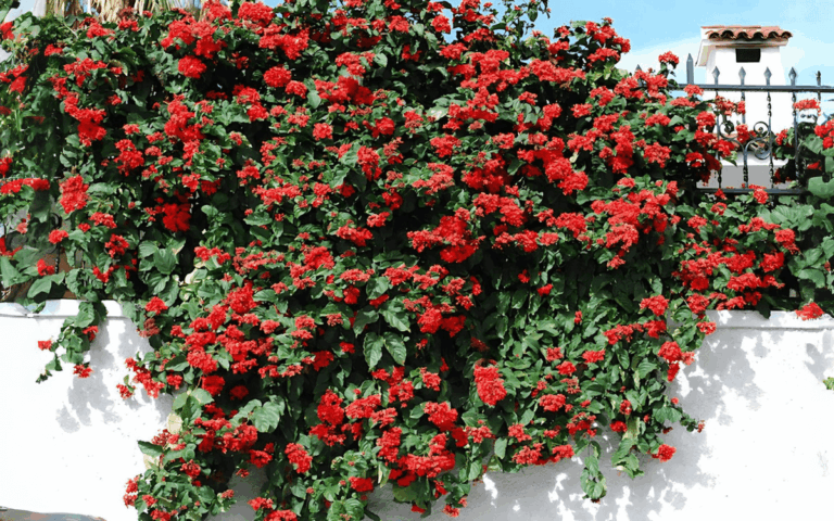 Clerodendro-Vermelho: Como Cuidar e Fazer Mudas