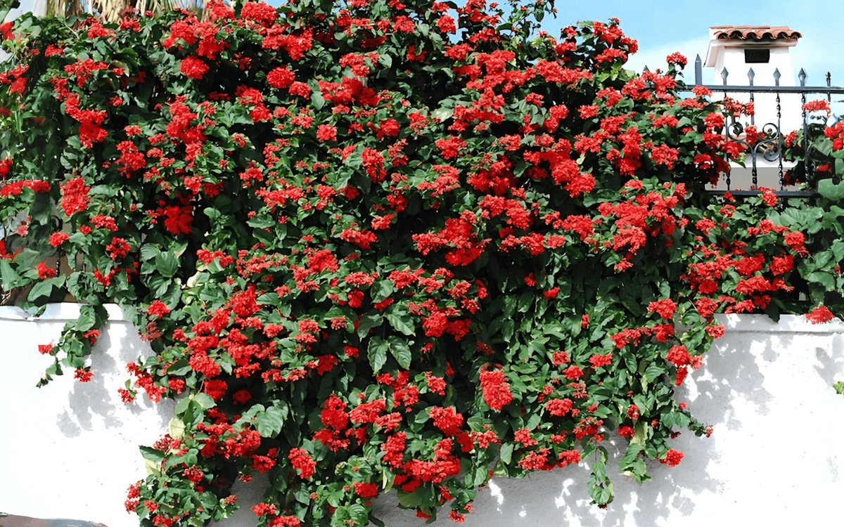 Clerodendro-vermelho-com-flores-em-um-muro