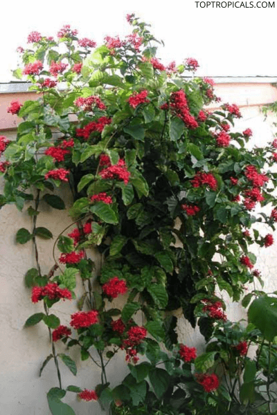 Clerodendro-vermelho-em-um-muro