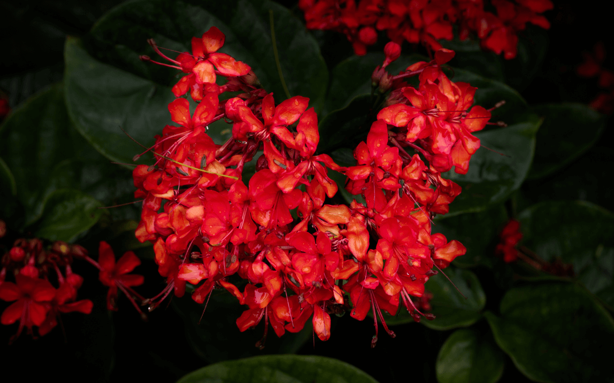 Clerodendro-vermelho-flores