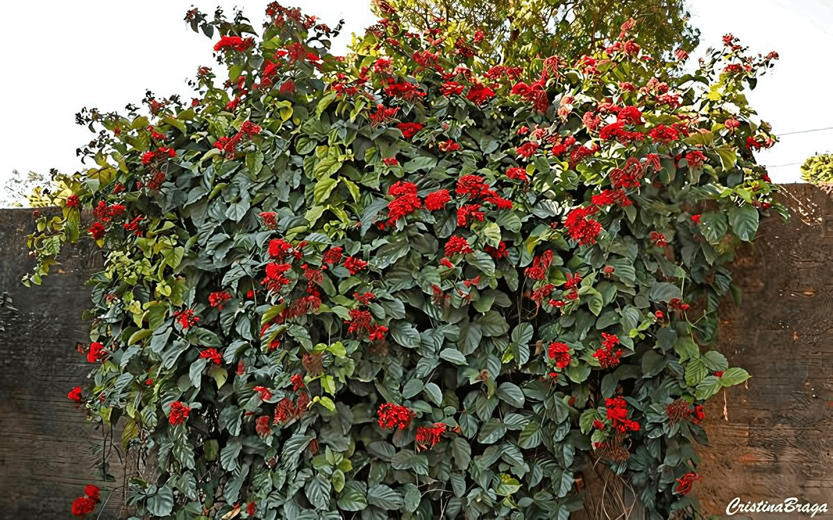 Clerodendro-vermelho-planta-grande