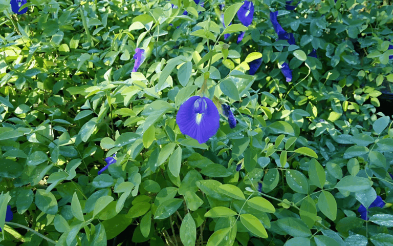 Clitoria Ternatea (Fada Azul): Características e Cultivo