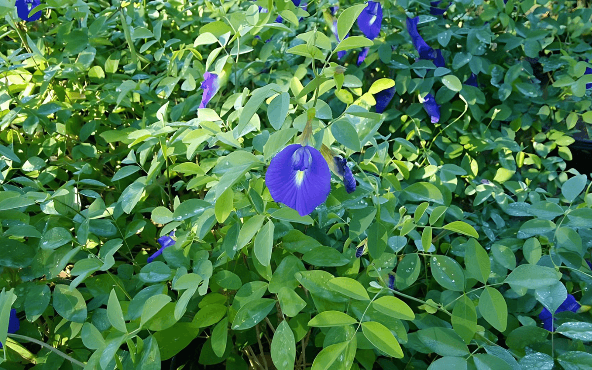 Clitoria-Ternatea-flor-fada-azul-imagem-destacada
