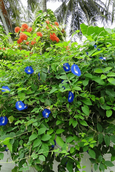 Clitoria-Ternatea-planta