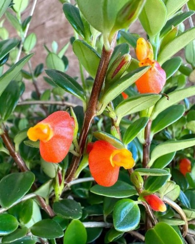 Columeia-Peixinho-folhas-e-flores