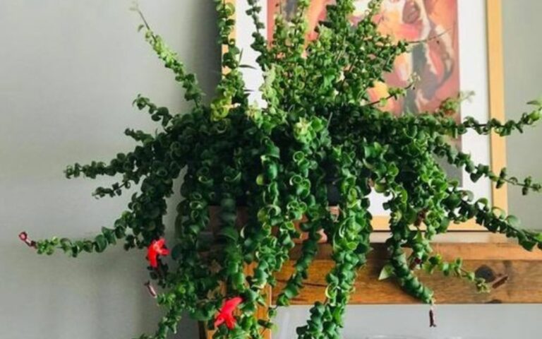 Columeia Crespa ou Dobrada – Como Cuidar e Fazer Mudas