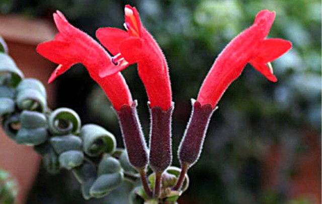 Columeia-crespa-flor