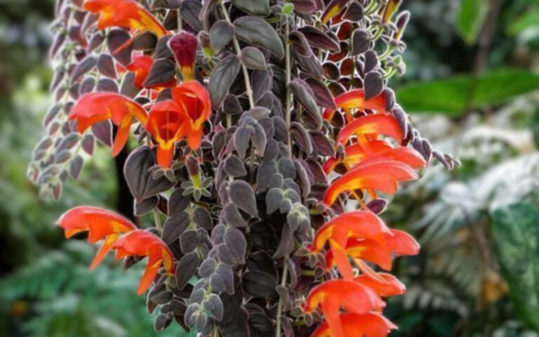 Columeia Gloriosa – Como Cuidar em 7 Passos (Com Fotos)