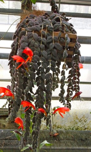 Columeia-gloriosa-planta