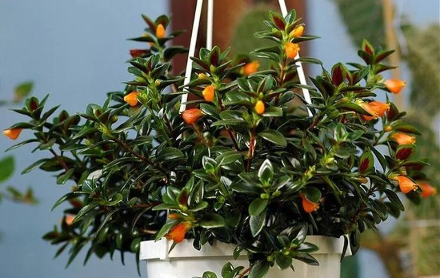 Columeia-peixinho-Nematanthus-wettsteinii-pendurada