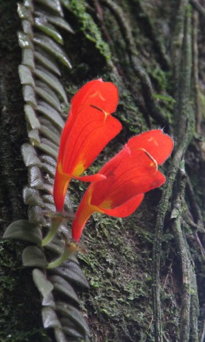 Columnea-gloriosa-flores