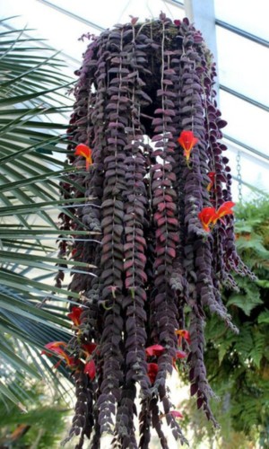 Columnea-gloriosa-pendurada