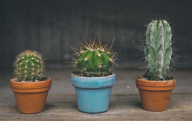 Como-cuidar-de-cactos-e-mini-cactos
