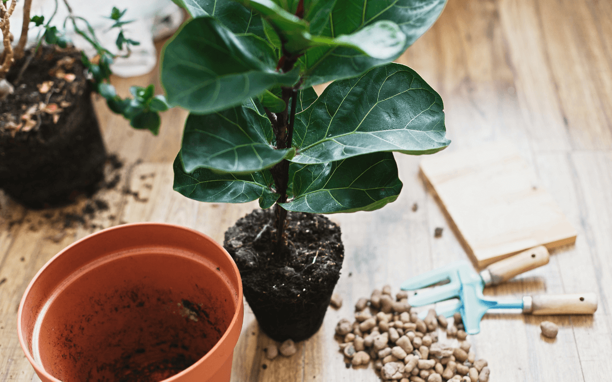Como-replantar-o-ficus-lyrata