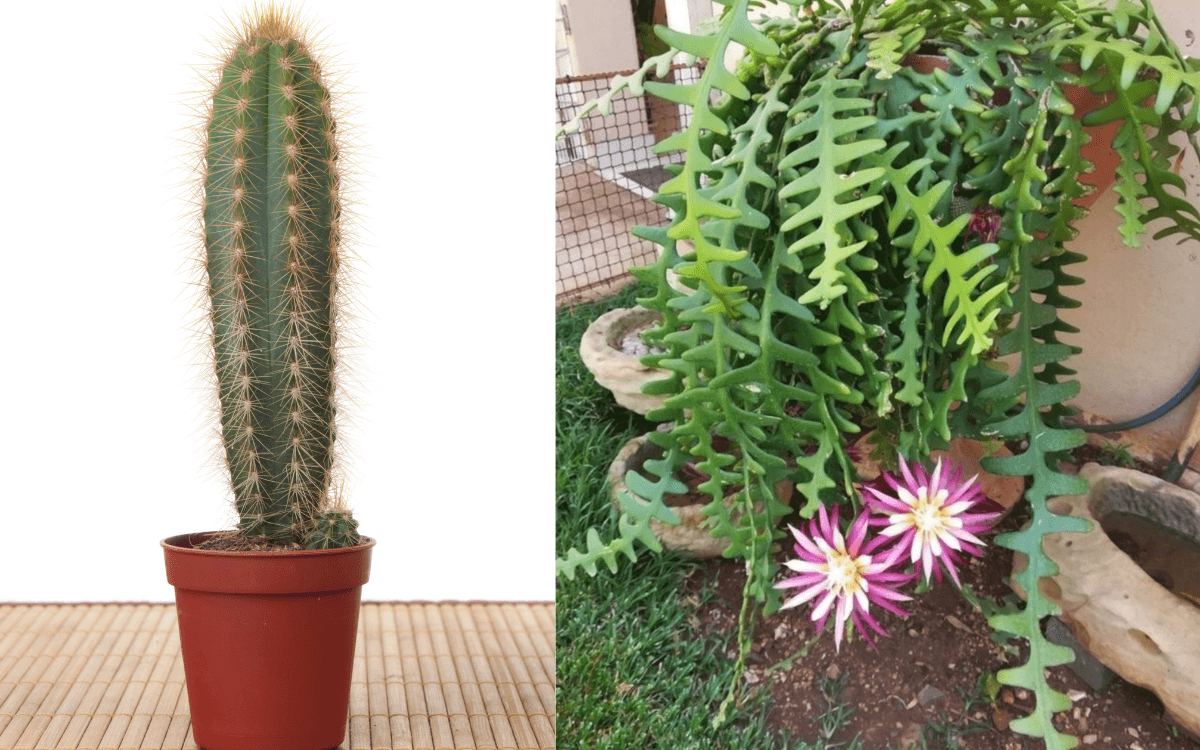 Comparacao-cacto-normal-e-cacto-sianinha