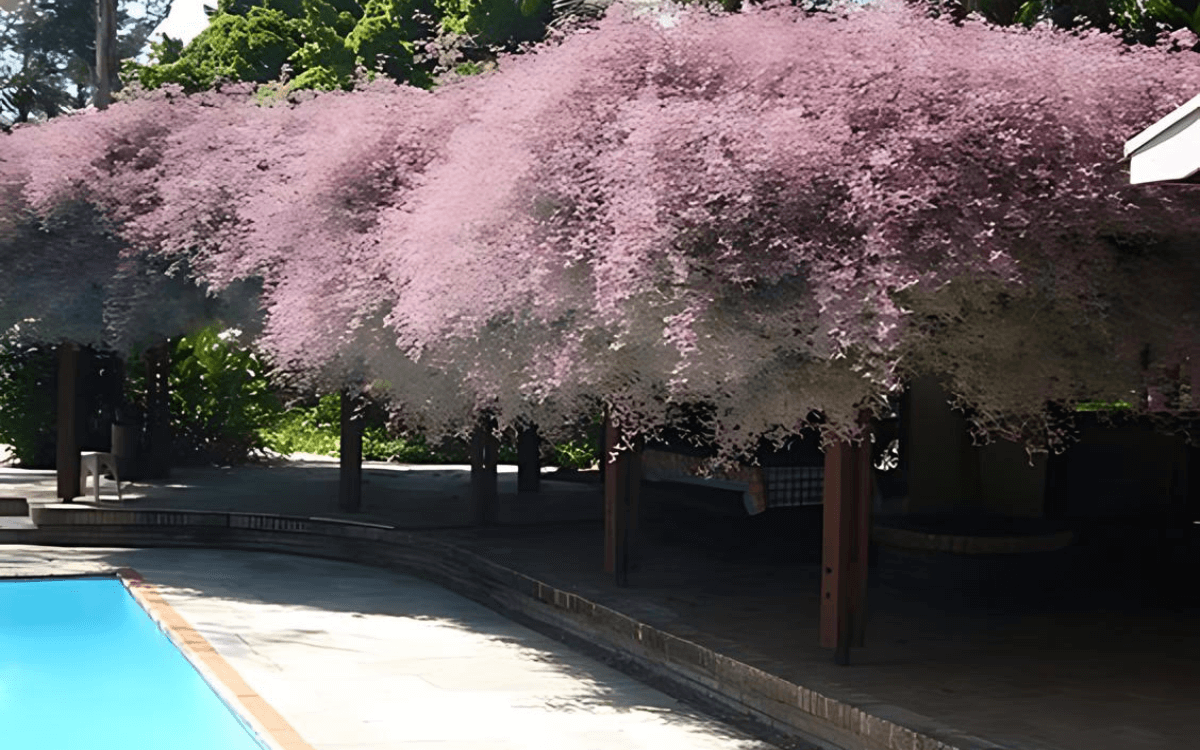 Congeia-perto-de-uma-piscina