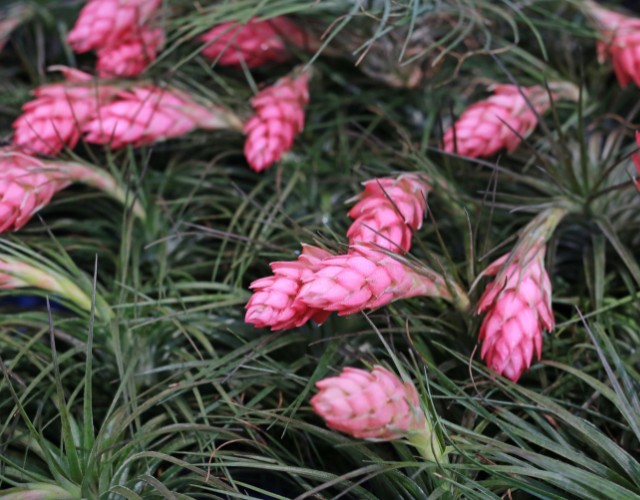 Cravo-do-mato-Tillandsia-stricta-folhas-e-flores