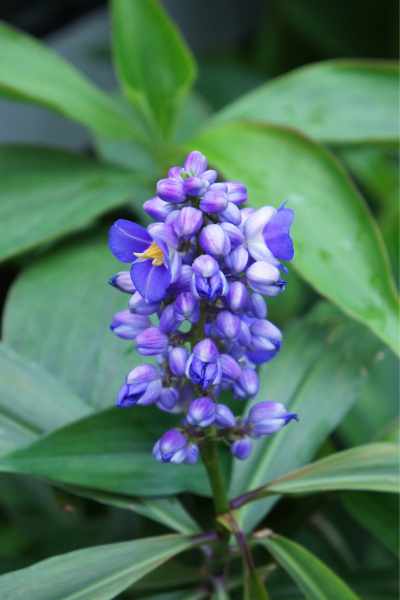Dichorisandra-thyrsiflora-02