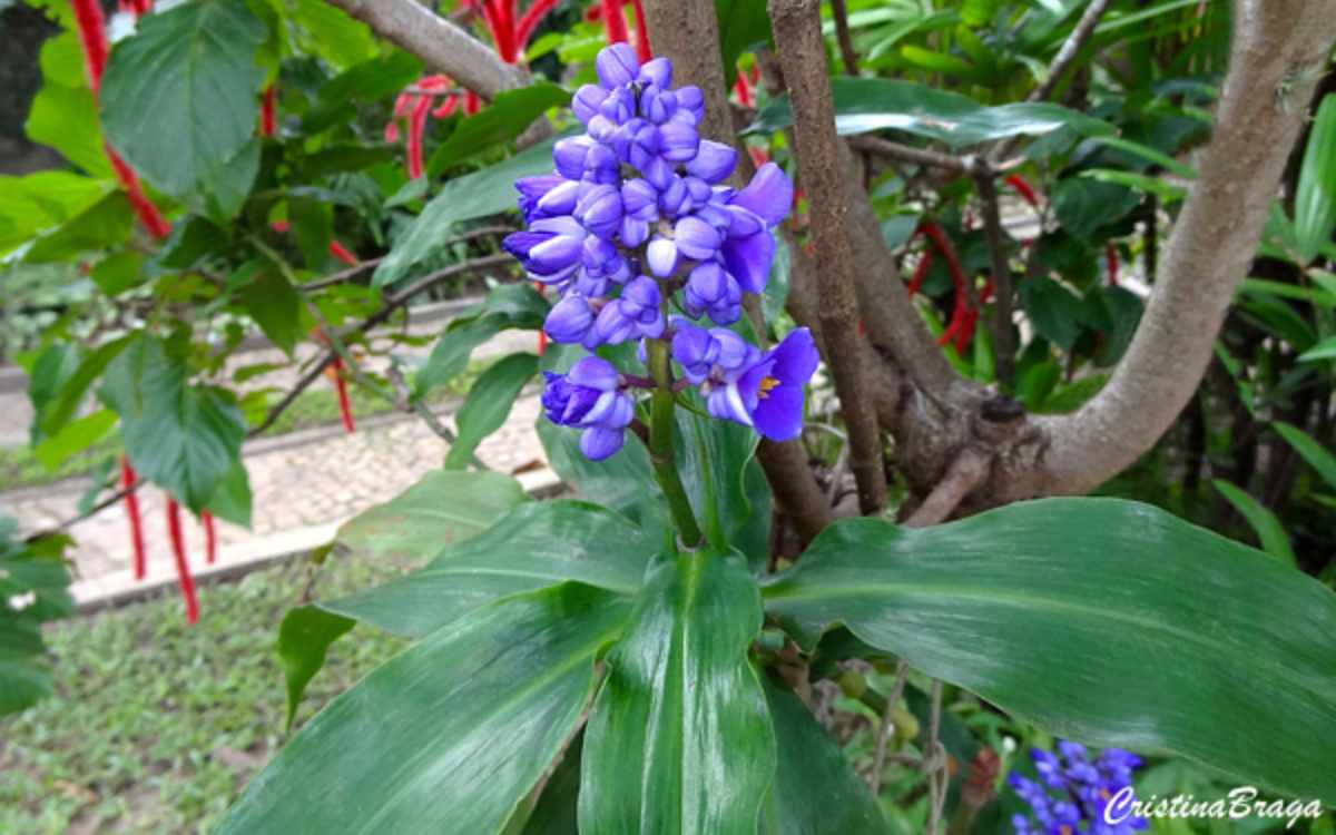 Dichorisandra-thyrsiflora