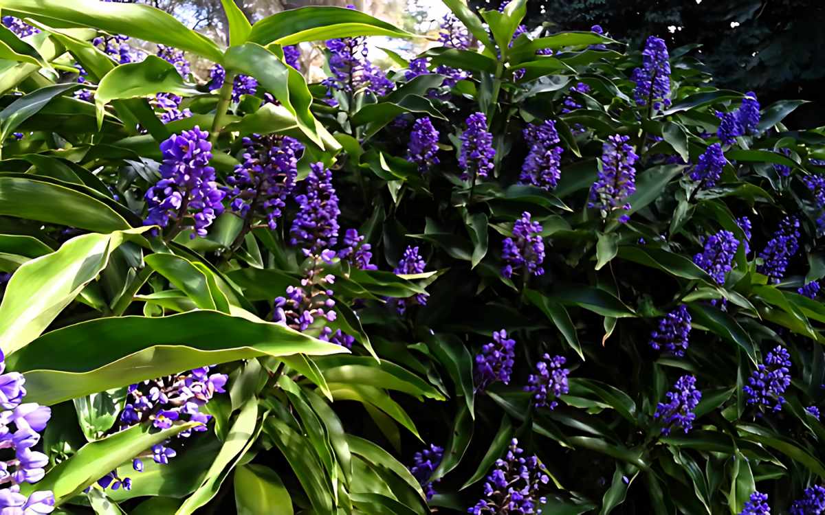 Diversas-Dichorisandra-thyrsiflora-com-flores