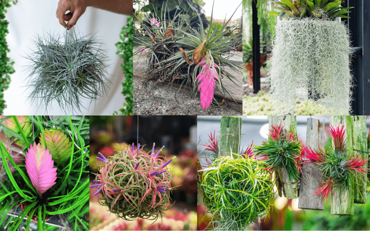 Diversas-especies-de-Tillandsia
