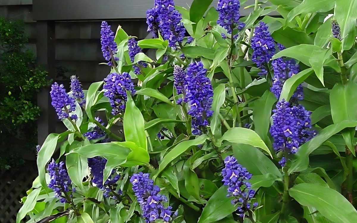 Diversas-plantas-gengibre-azul
