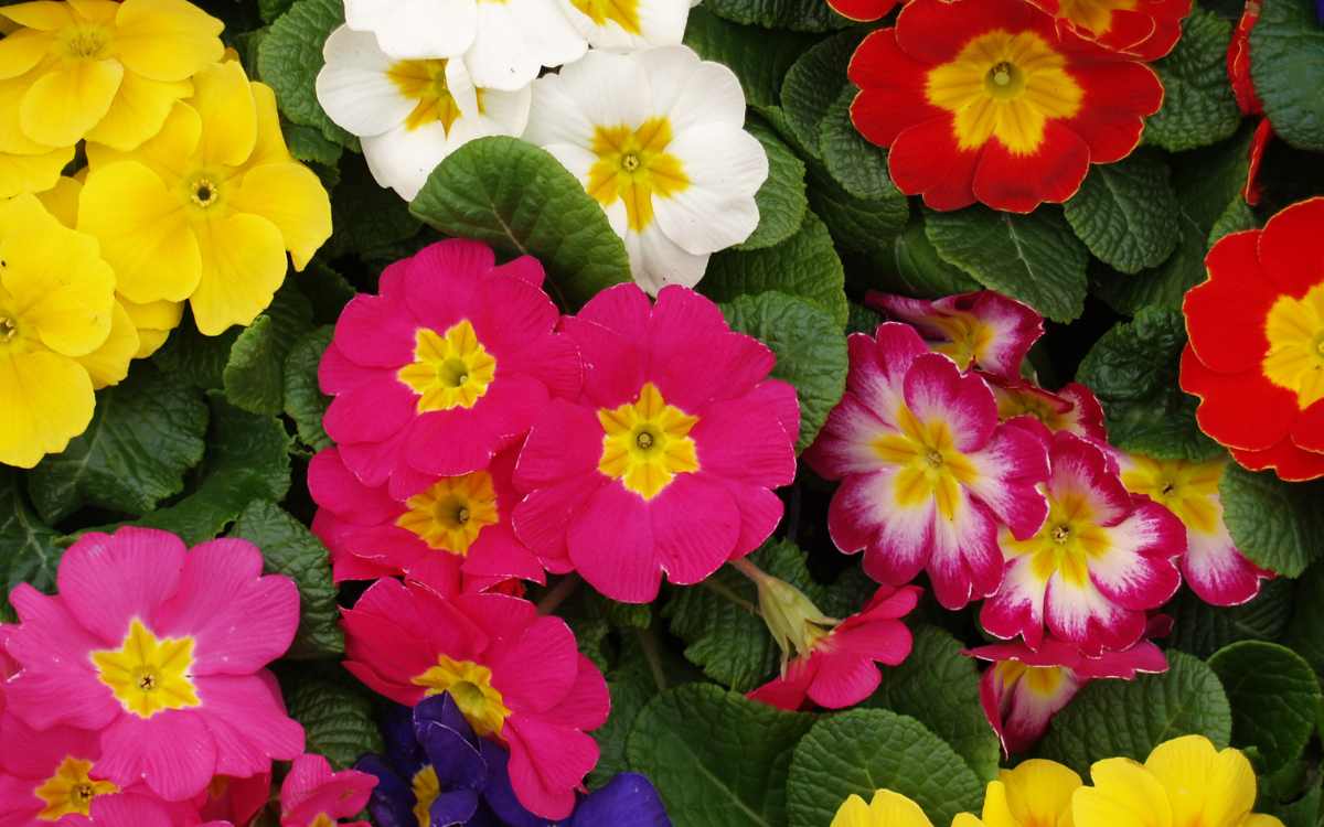 Diversas-primulas