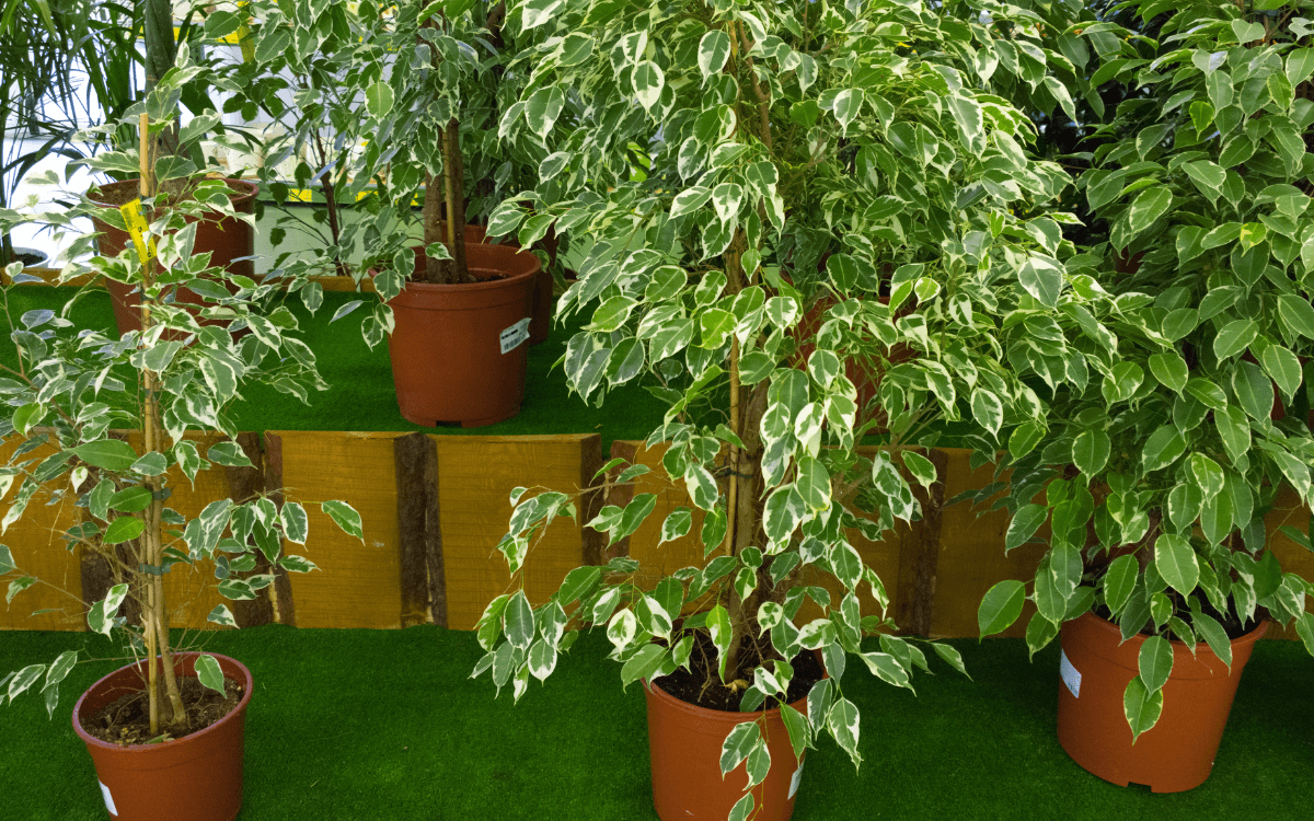 Ficus-Benjamina-01