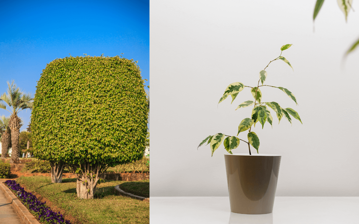 Ficus-Benjamina-02