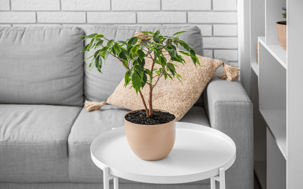 Ficus-Benjamina-03