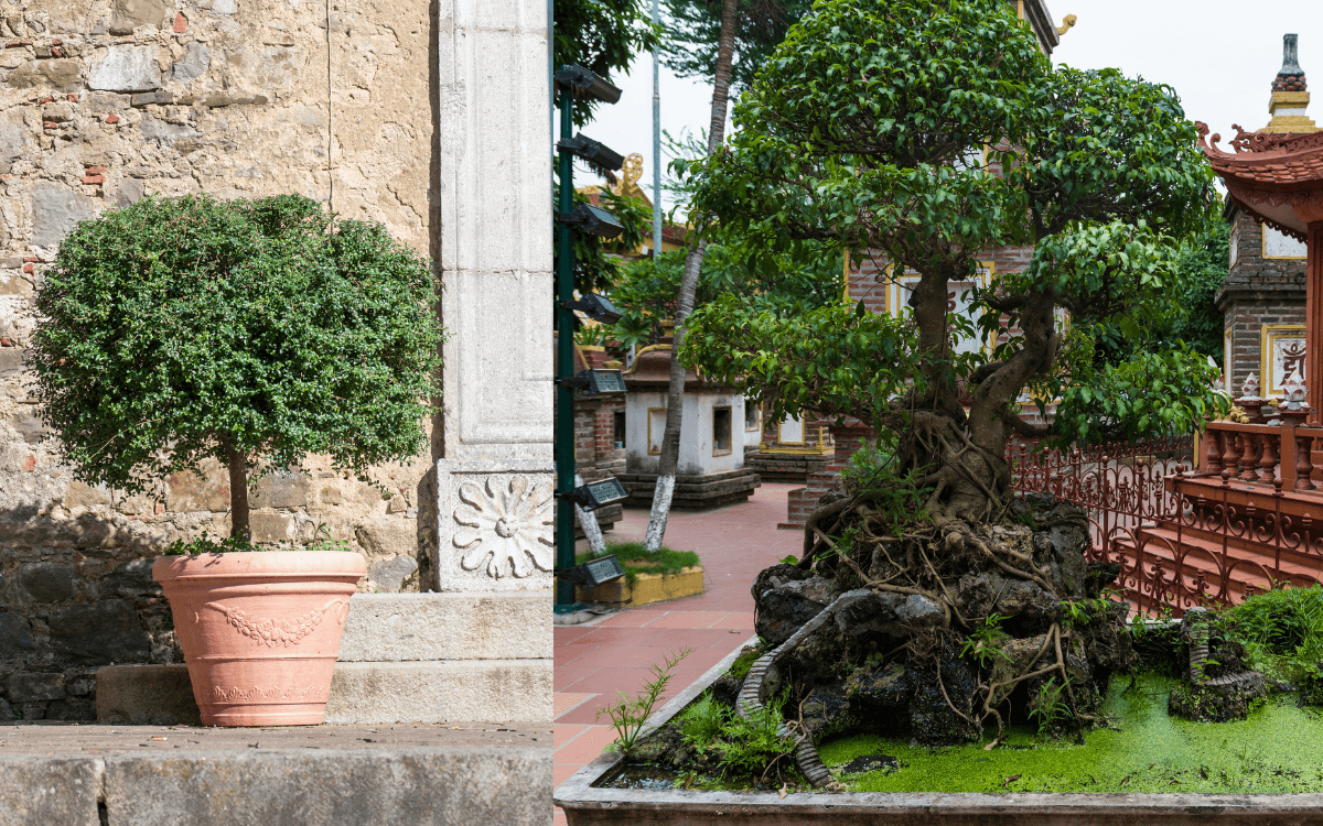 Ficus-Benjamina-04