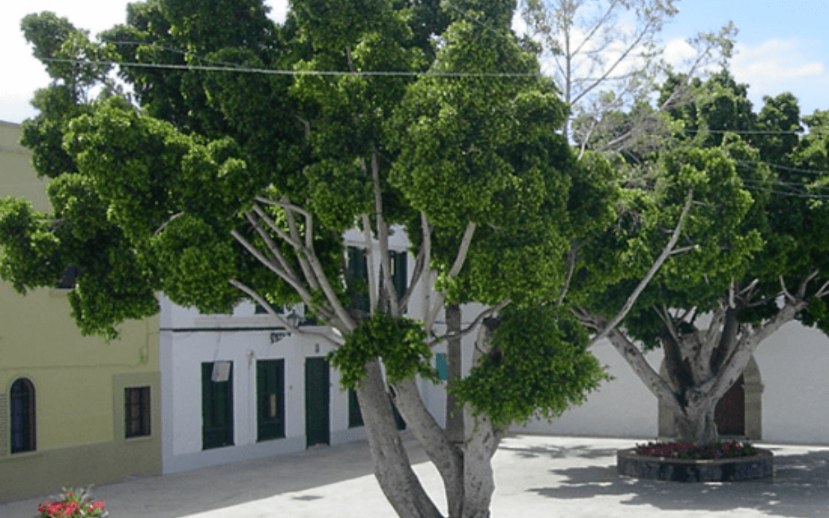 Ficus-Benjamina-05