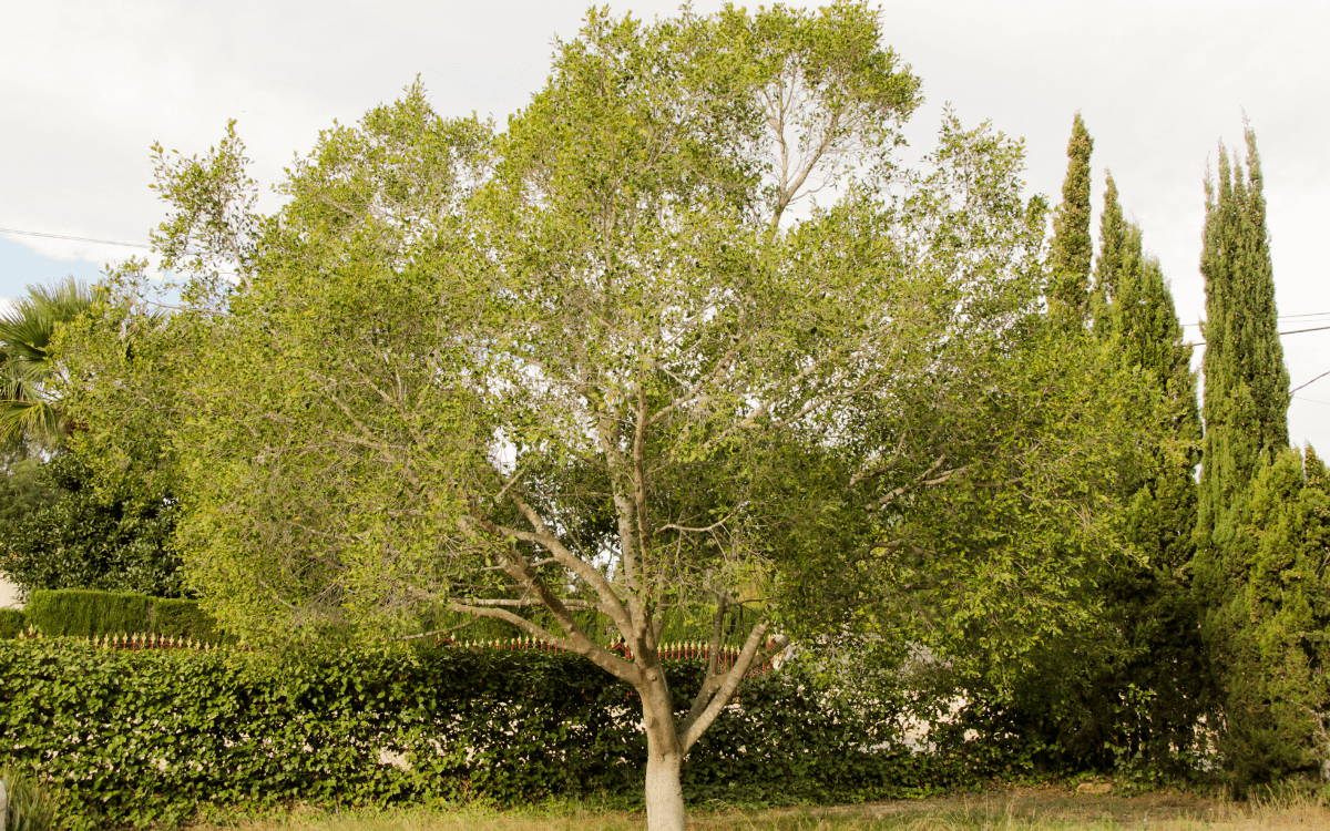 Ficus-Benjamina-06