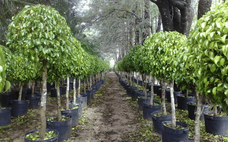 Ficus Benjamina – Origem, Características e Cultivo