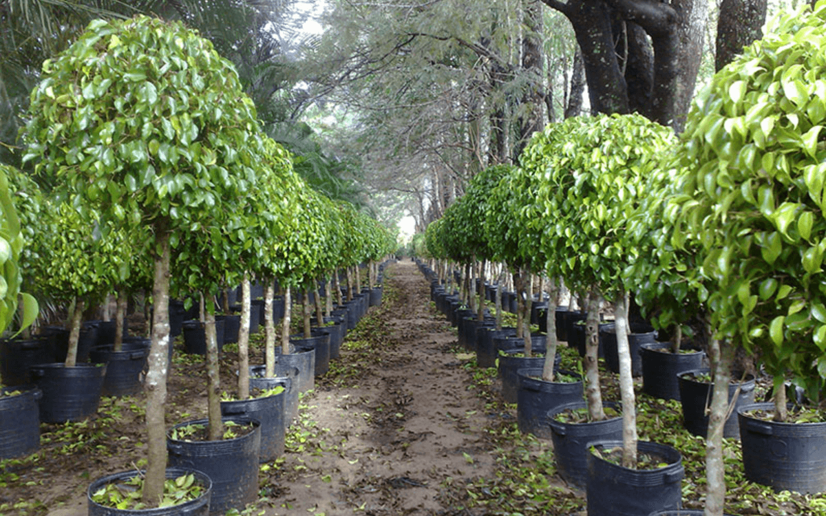 Ficus Benjamina - Origem, Características e Cultivo 12