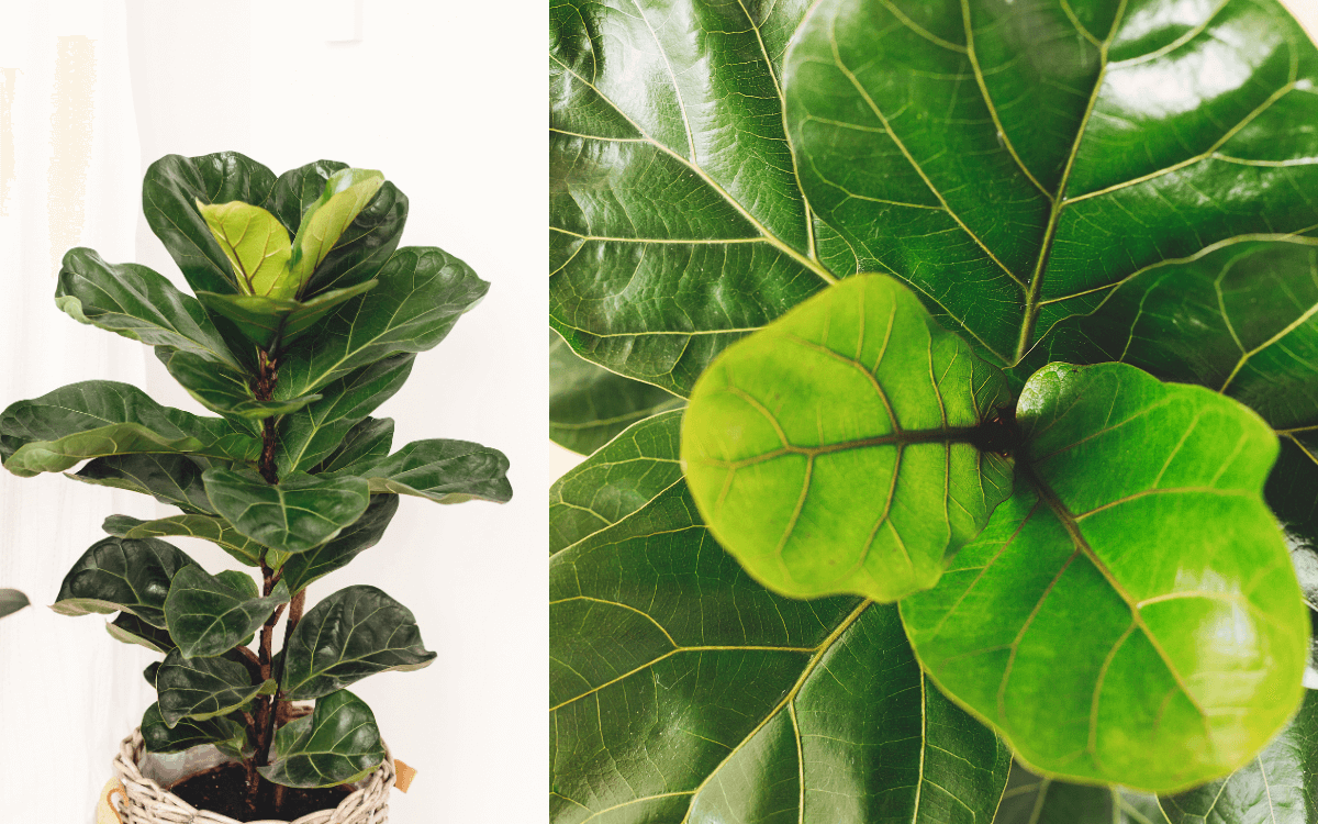 Ficus-Lyrata-folhas