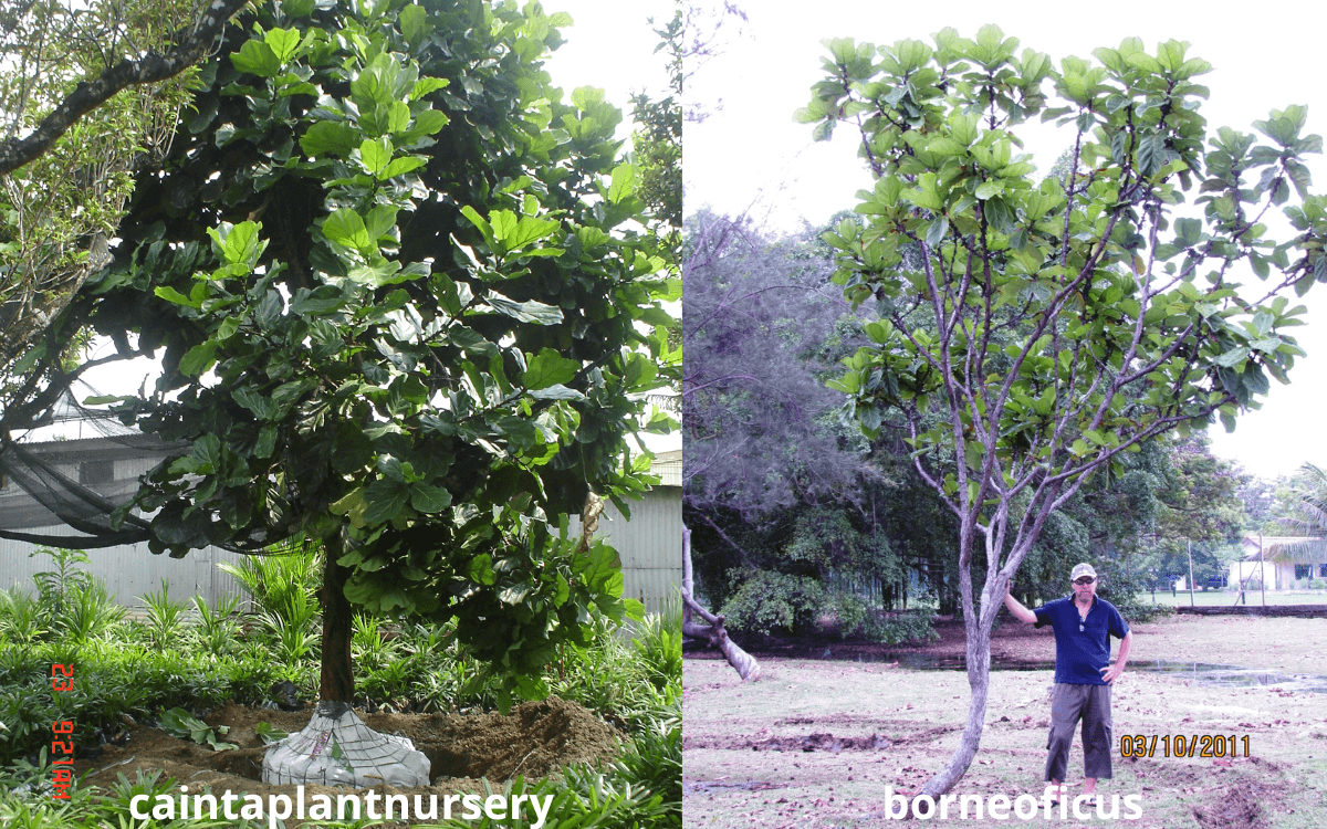 Ficus-Lyrata-plantada-fora-de-casa-como-arvore