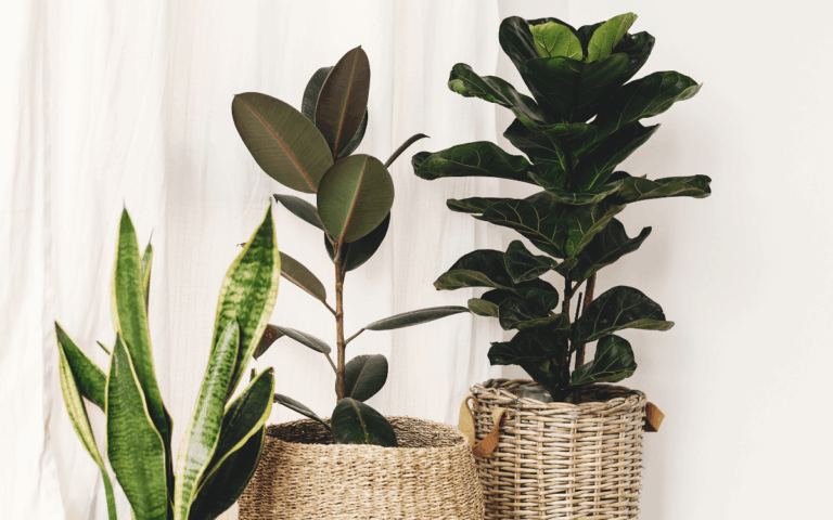 Ficus Lyrata (Figueira lira): Características e Cuidados
