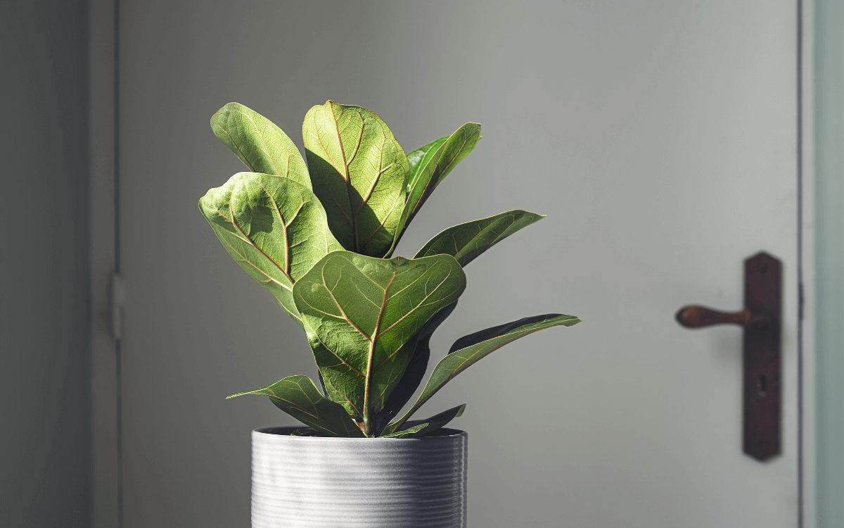 Ficus-Lyrata