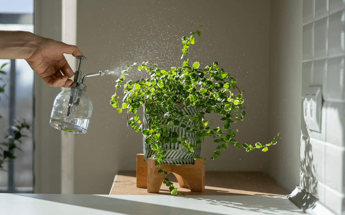 Ficus-Pumila-em-um-vaso