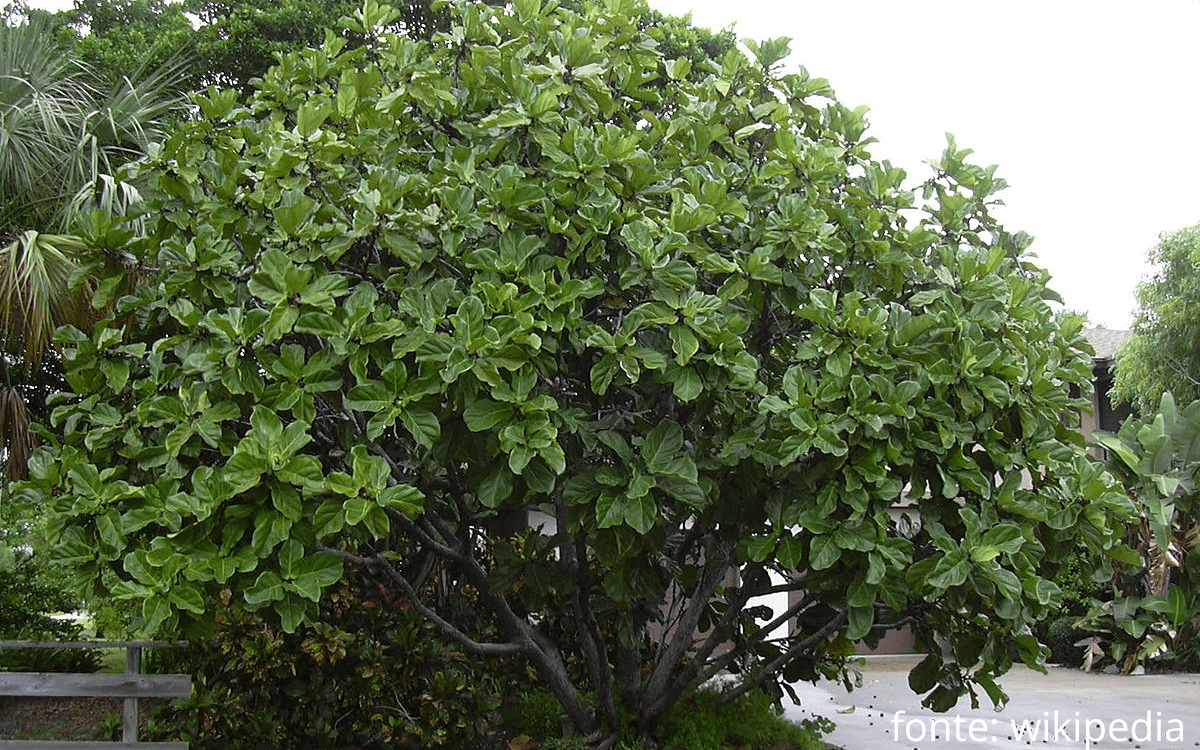 Ficus-lyrata-arvore