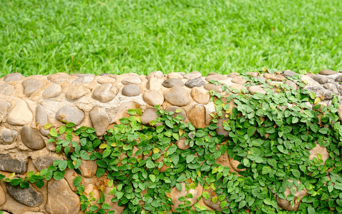 Ficus-pumila-apoiado-em-um-muro-de-pedras