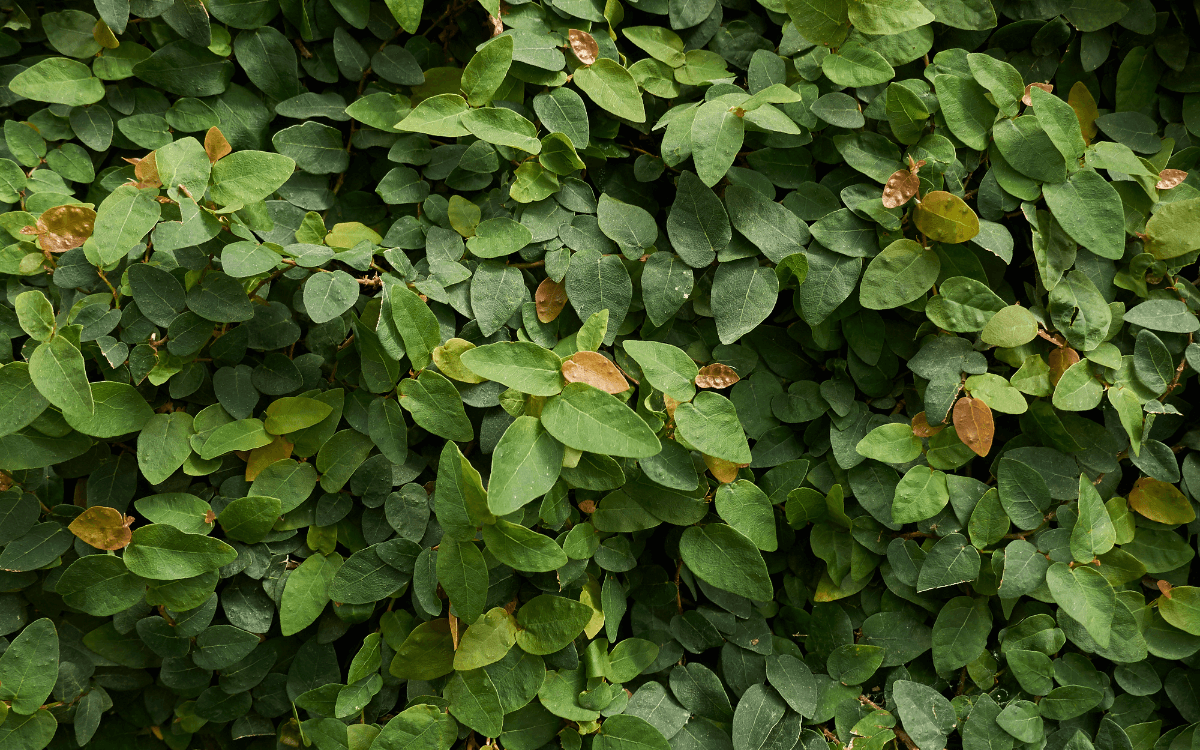 Ficus-pumila-folhas