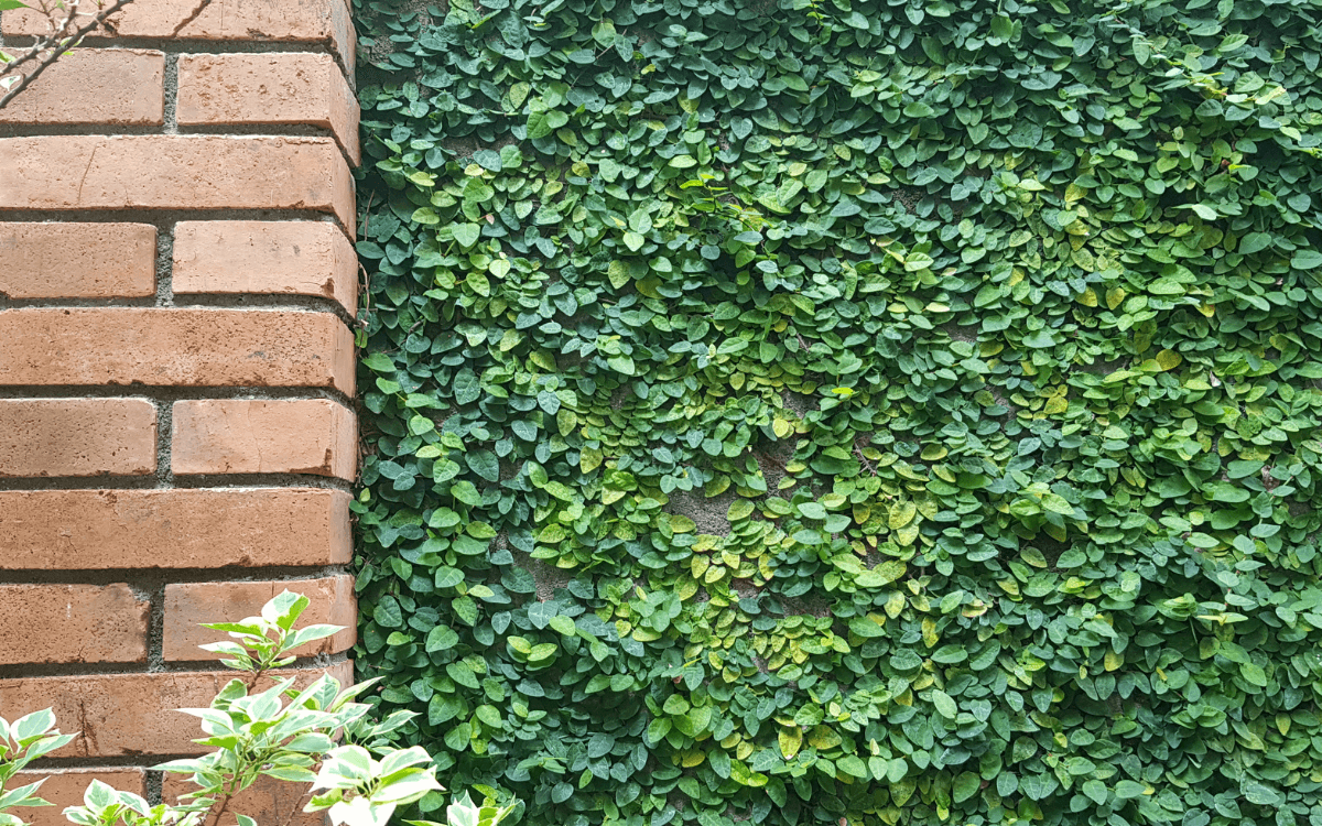 Ficus-pumila-usado-na-decoracao