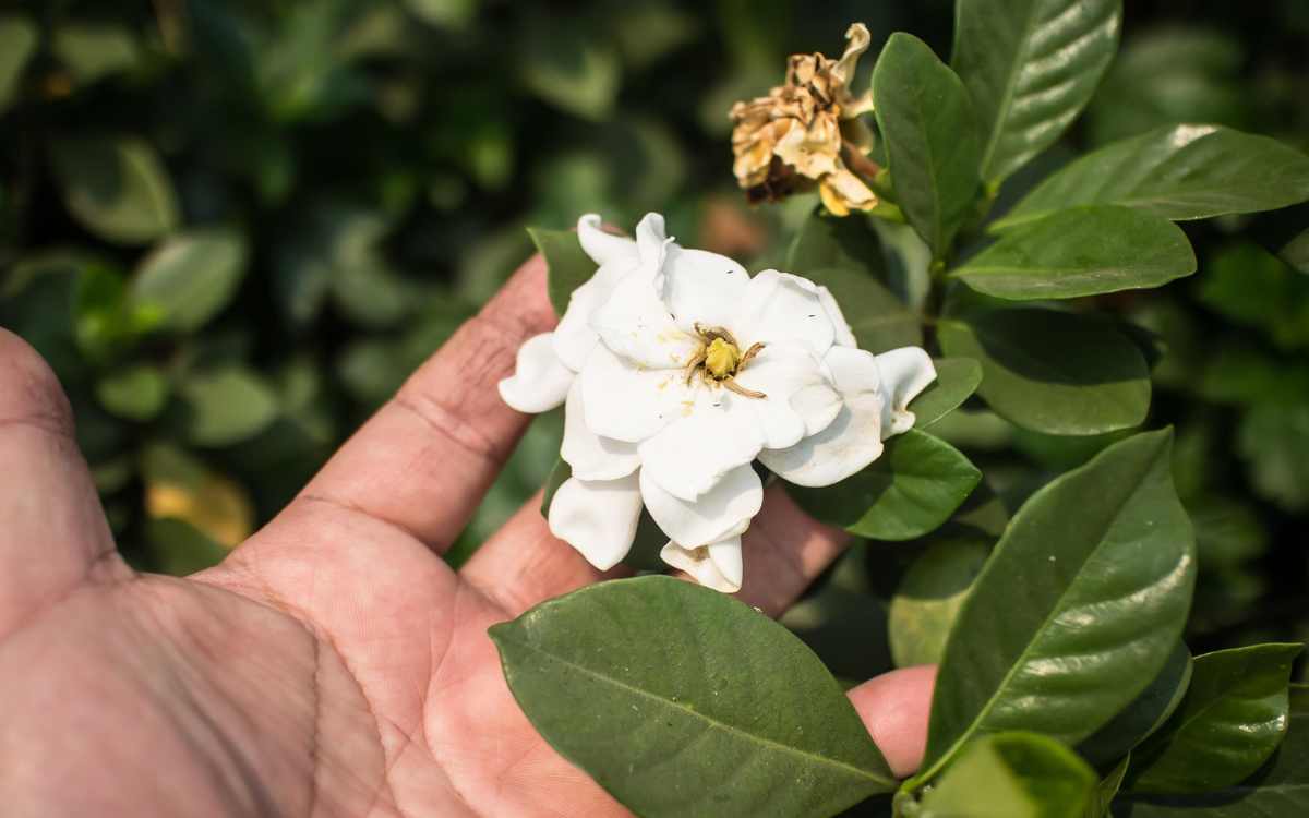 Flor-da-gardenia-em-destaque